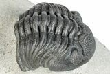 Beautiful Cluster of Pedinopariops Trilobites - Mrakib, Morocco #287721-5